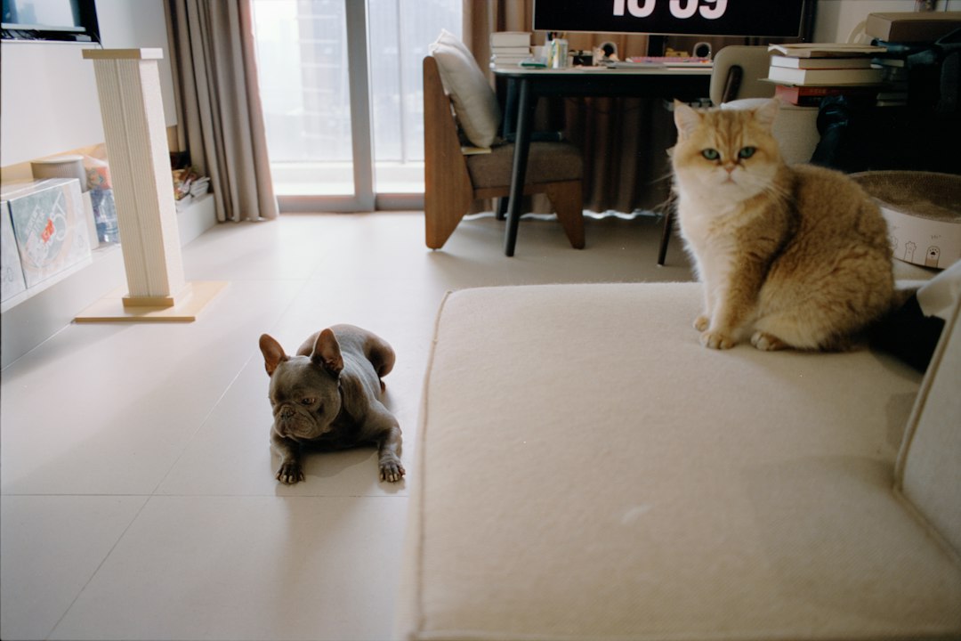 Cats relaxing in a living room illustrating pet-related considerations when selling a home